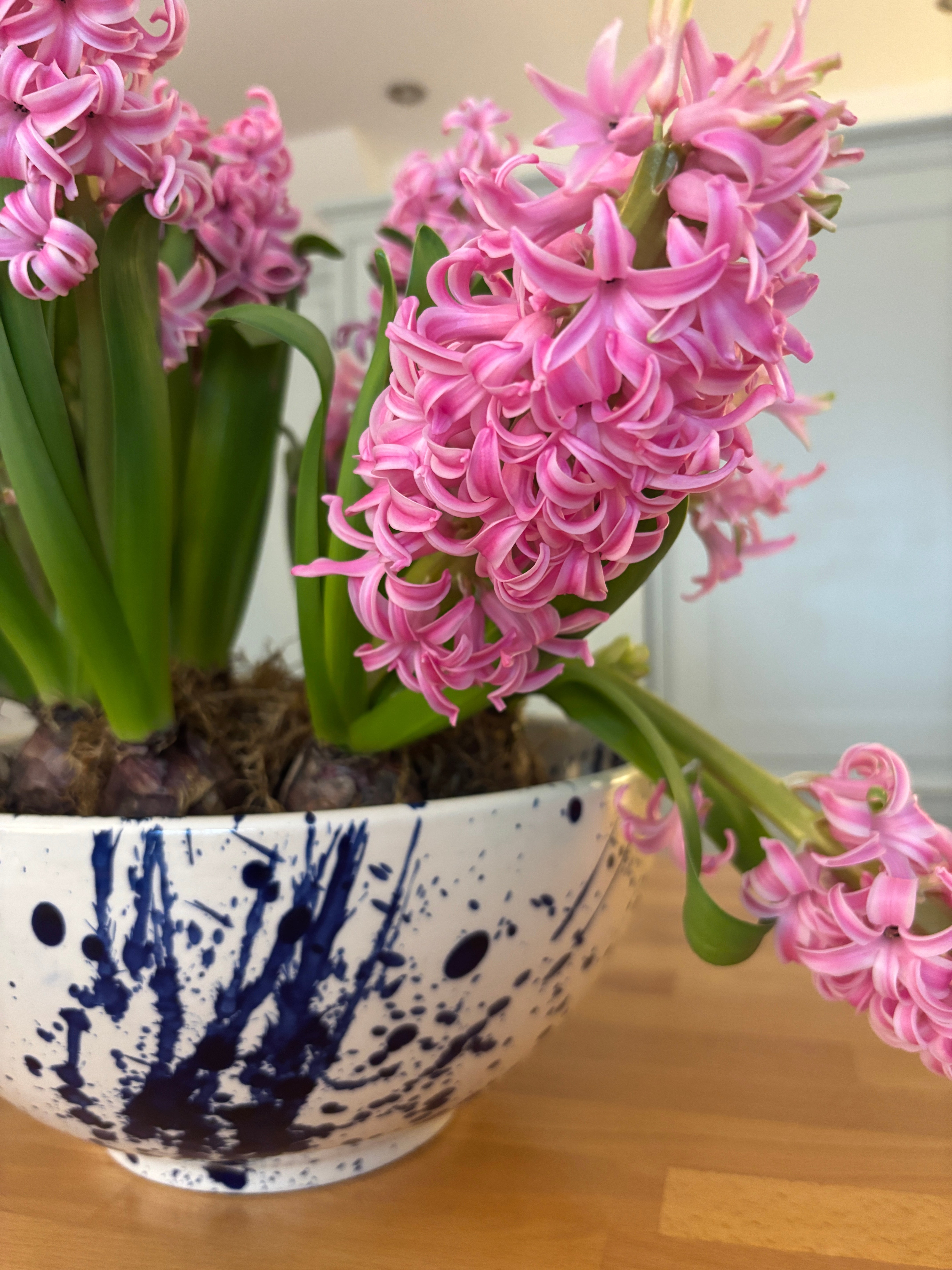 Bright pink spring bulb flowers in a large white and blue bowl on a wooden surface.